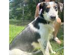 Adopt Maggie a Australian Cattle Dog / Blue Heeler