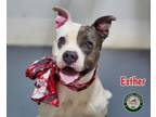 Adopt 24-03-0991 Esther a Pit Bull Terrier