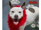 Adopt 24-07-2159 Matilda a Pit Bull Terrier