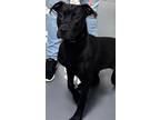 Adopt 24-07-2181d Remington a Labrador Retriever