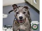 Adopt 24-08-2448 Aspen a Pit Bull Terrier