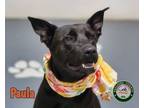 Adopt 24-07-2243 Paula a Labrador Retriever