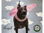 Adopt 24-01-0334b Angel a Pit Bull Terrier