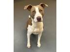 Adopt 24-07-2266 Chardonnay a Pit Bull Terrier
