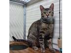 Adopt 24-07-2391a Billie a Domestic Short Hair