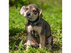 Adopt Senora a Affenpinscher