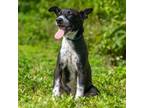Adopt Togcha a Affenpinscher