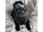 Adopt Pico de Gallo a Domestic Short Hair