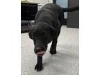 Adopt Stef a Labrador Retriever, Mixed Breed