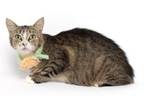 Adopt Jill a Domestic Short Hair