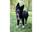 Adopt Ficus a Husky, Mixed Breed