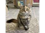 Adopt Nevada a Domestic Medium Hair