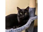 Adopt Clovey a Domestic Short Hair