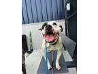 Adopt Celeste a Mixed Breed