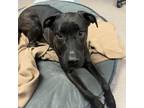 Adopt Zero a Labrador Retriever