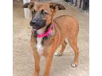 Adopt Caroline a Australian Shepherd