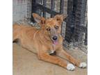 Adopt Cassandra a Australian Shepherd