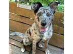 Adopt Shasta a Australian Shepherd