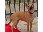 Adopt Cynthia a Australian Shepherd