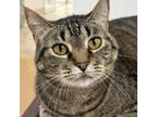 Adopt Phoebe a Domestic Short Hair