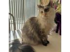 Adopt Yami a Domestic Long Hair