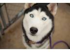 Adopt Gabby a Siberian Husky