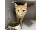 Adopt Cheddar a Domestic Short Hair