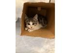Adopt Sassy a Domestic Short Hair