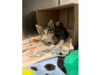 Adopt Lakelynn a Domestic Short Hair