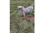 Adopt Lily a Shih Tzu, Mixed Breed