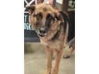 Adopt Faith a German Shepherd Dog, Mixed Breed