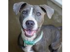 Adopt Zoey a Pit Bull Terrier, Mixed Breed