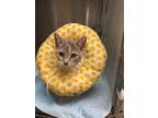 Adopt Emma a Domestic Short Hair