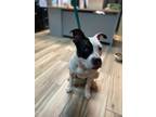 Adopt Kanga a Bull Terrier, Boston Terrier