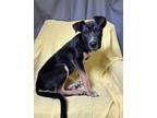 Adopt Jersey Girl a German Shepherd Dog