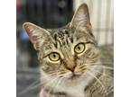 Adopt Aspen a Domestic Short Hair, Tabby