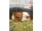 Adopt Snap Pea a Guinea Pig