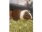 Adopt Aubergine a Guinea Pig