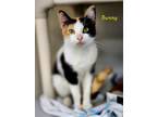 Adopt Bunny a Domestic Short Hair