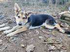 Adopt Ember a German Shepherd Dog