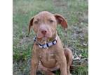 Adopt Provolone a Pit Bull Terrier, Mixed Breed