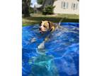 Adopt Gretel a Pit Bull Terrier, Spaniel