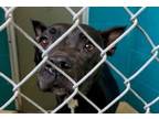 Adopt 79972 a Pit Bull Terrier