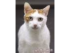 Adopt All Too Well a Domestic Short Hair