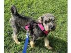 Adopt Isla a Wirehaired Terrier