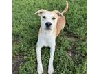 Adopt Lola a Black Labrador Retriever