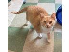 Adopt Buffy a Domestic Short Hair