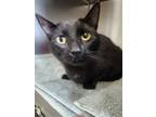 Adopt Tawny a Domestic Short Hair