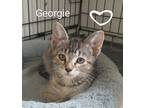 Adopt Georgie a Domestic Short Hair