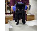 Adopt Frowny a Domestic Short Hair